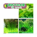 草作 初めての水草 3種(水中葉)説明書付+ピンセットバサミ
