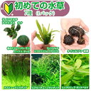 (水草)初めての水草 7種(1パック)説明書付+ピンセットバサミ 草作 200N 本州四国限定