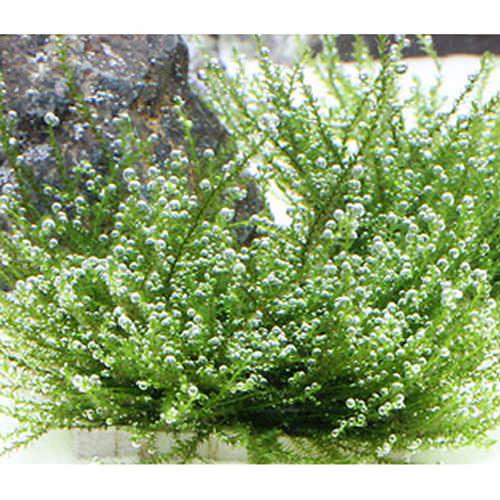 （水草）★育成済★　バブルモス　タイル（水中葉）（無農薬）（1個）