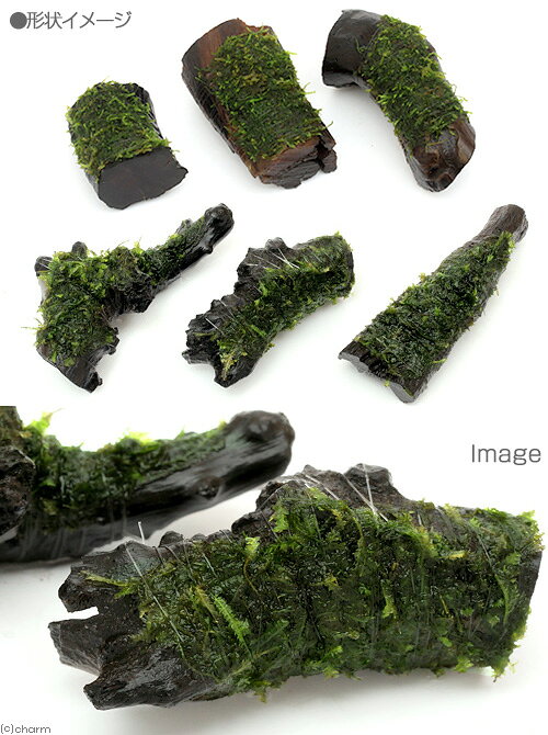 （水草）巻きたて　ジャイアント南米ウィローモス　流木　ミニサイズ（8cm以下）（...
