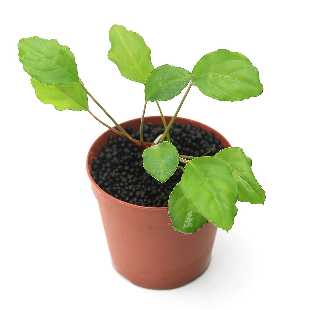 （水草）ピプトスパサsp．カリマンタン（水上葉）（無農薬）（1ポット） 北海道・九州航空便要保温