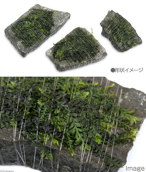 （水草）巻きたて　ハネゴケsp．カメルーン産　輝板石　Sサイズ（水中葉）（無農薬...