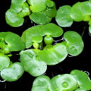 (水草)ミニホテイ草(無農薬)(3株)金魚 メダカ (水草)ミニホテイ草(無農薬)(3株)金魚 メダカ