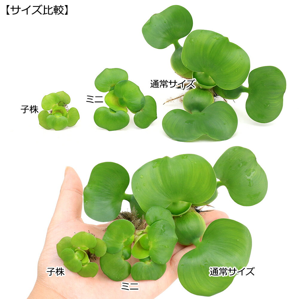 �ʿ���˥ߥ˥ۥƥ����̵�����ˡ�3���˶���������