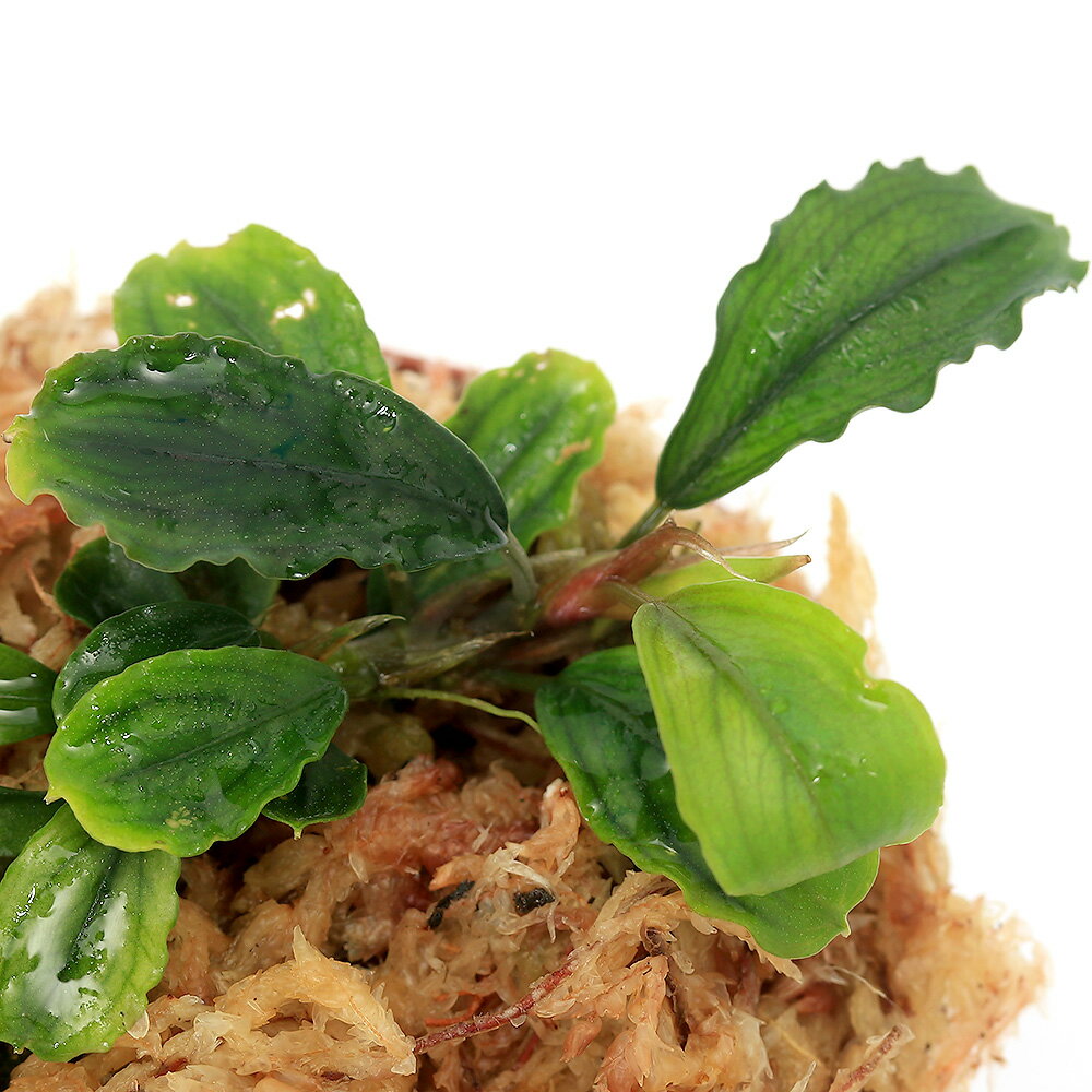 （水草）ブセファランドラsp．Sainau（水上葉）（1株）