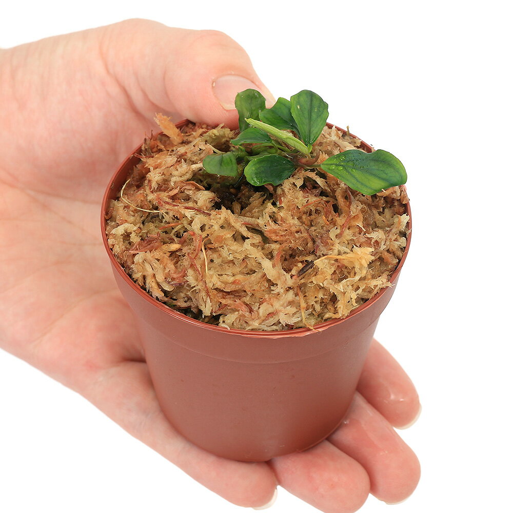 �ʿ���˥֥��ե����ɥ�sp��Sainau�ʿ���աˡ�1����