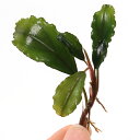 (水草)ブセファランドラsp.Maia(水上葉)(1株)