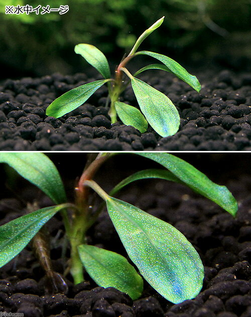 （水草）ブセファランドラsp．Pygmaea（無農薬）（水中葉）（1株）
