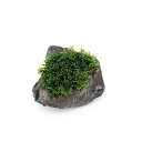 (水草)★育成済★ プレミアムグリーンモス 風山石SSサイズ(5〜8cm)(水中葉)(無農薬)(1個)