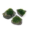 （水草）育成済　プレミアムグリーンモス　風山石SSサイズ（5〜8cm）（無農薬）（3個）　沖縄別途送料