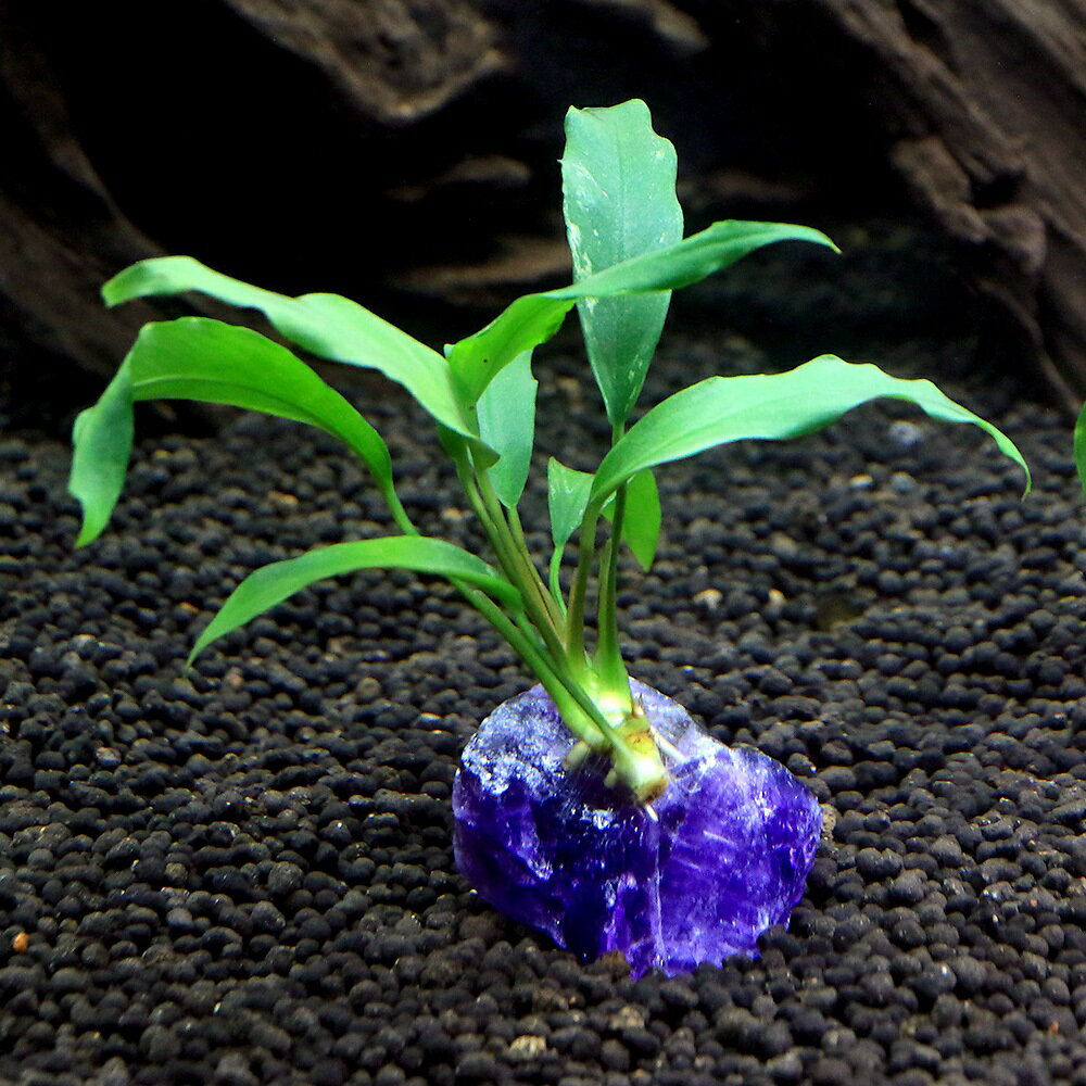 （水草）ジェムプランツ　おまかせ小型アヌビアス付き　ダークアメジスト（1個）