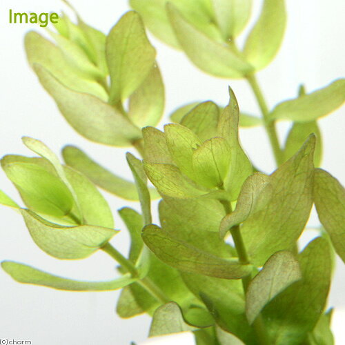 （水草）ウォーターバコパ　with　植えるカム（無農薬）（1個）