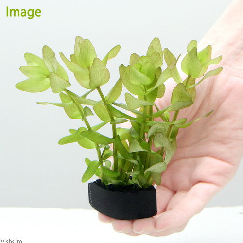 �ʿ���˥����������Х��ѡ�with�������륫���̵�����ˡ�1�ġ�