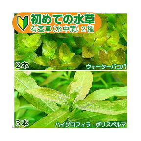 （水草）初めての水草　有茎草（水中葉）2種（1パック）説明書付