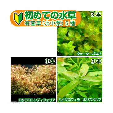 （水草）初めての水草　有茎草（水中葉）　3種（1パック）説明書付