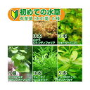 (水草)初めての水草 有茎草(水中葉)5種(1パック)説明書付 北海道航空便要保温