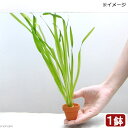 (水草)バリスネリア スピラリス ミニ素焼き鉢(無農薬)(1鉢)