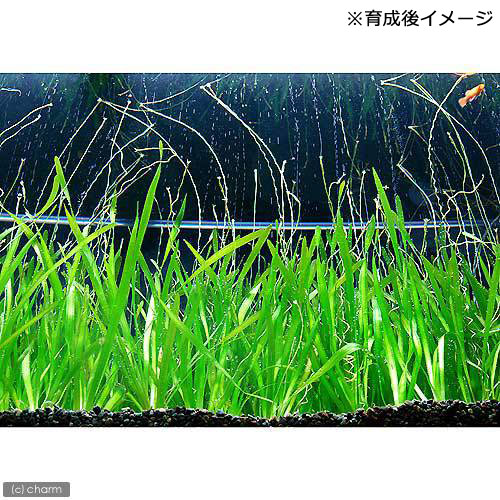 �ʿ���˥Хꥹ�ͥꥢ�����ԥ�ꥹ���ߥ��ǾƤ�ȭ��̵�����ˡ�1ȭ��