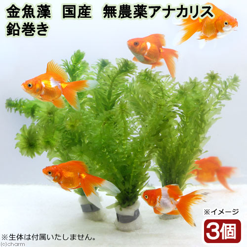 （水草）メダカ・金魚藻　国産　無農薬アナカリス　鉛巻き（5～7本）（3個）