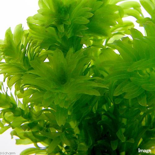 (水草)メダカ・金魚藻 国産 無農薬アナカリス...の紹介画像2