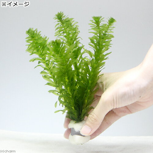 �ʿ���˥��������������񻺡�̵�������ʥ��ꥹ����������5��7�ܡˡ�3�ġ�