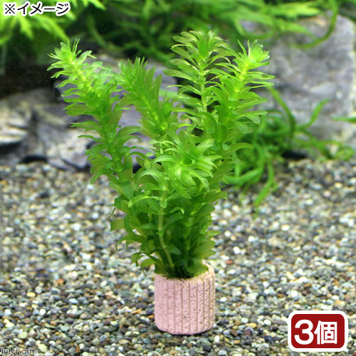 （水草）メダカ・金魚藻　国産　ラ