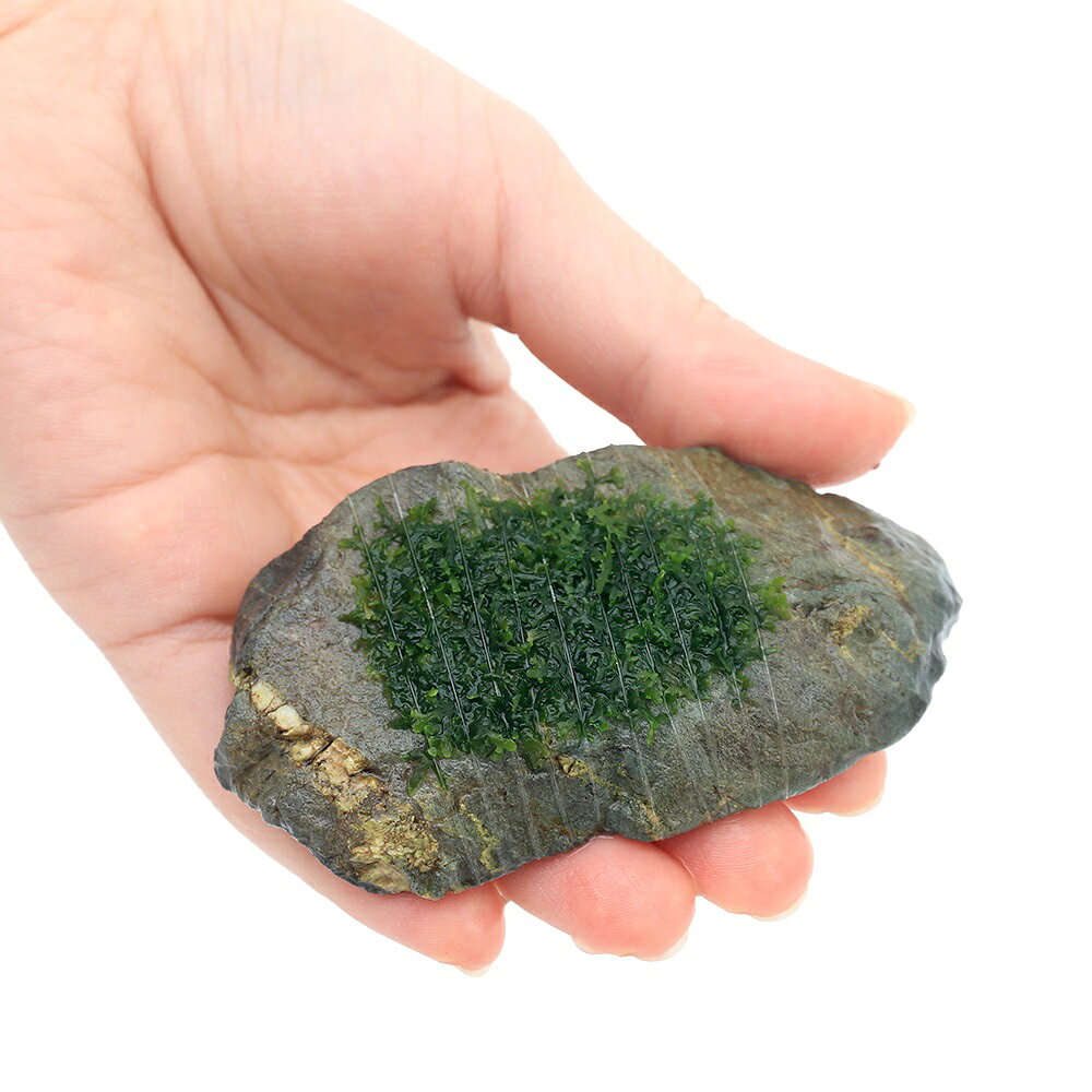 （水草）巻きたて　プレミアムグリーンモス　風山石SSサイズ（8cm以下）（水中葉）...