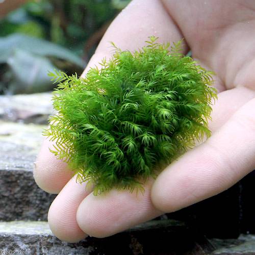 （水草）★育成済★　ウォーターフェザーボール（無農薬）（5個）