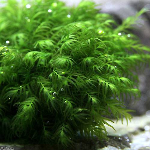 （水草）★育成済★　ウォーターフェザーボール（無農薬）（5個）