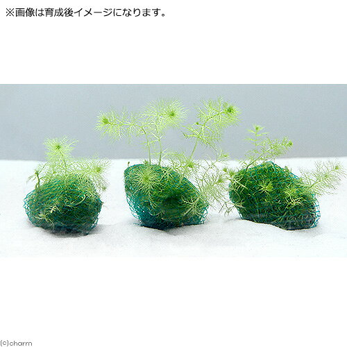 charm 楽天市場店の（水草）巻きたて　ウトリクラリア　アウレア（ノタヌキモ）ボール（無農薬）（1個）｜アングル2