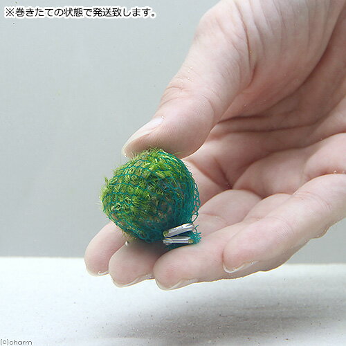 �ʿ���˴������ơ����ȥꥯ��ꥢ�������쥢�ʥΥ��̥���˥ܡ����̵�����ˡ�3�ġ�