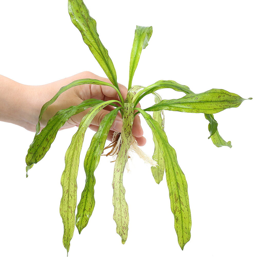 （水草）エキノドルス　ウルグアイエンシス　バリエガータ（水中葉）（無農薬）（1株）