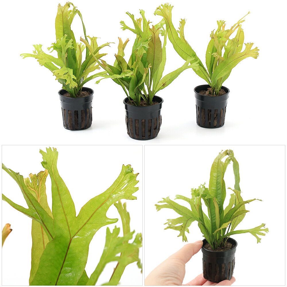 �ʿ���˥ߥ������ꥦ�ࡡ�ץƥ��ץ�����������1�ݥå�ʬ��