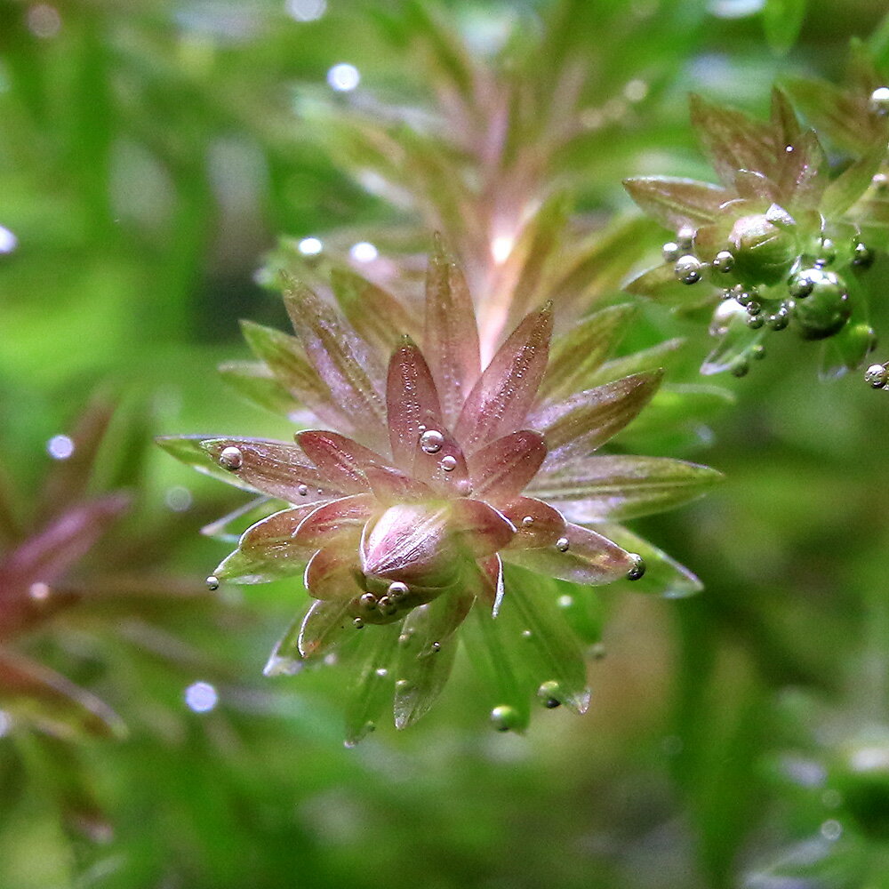 �ʿ���˥ޥ䥫sp���ѥ饰�����åɡʿ����աˡ�̵�����ˡ�6�ܡ�