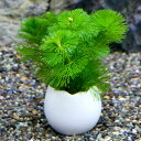 (水草)エッグプランター メダカ・金魚藻 カボンバ(3個)