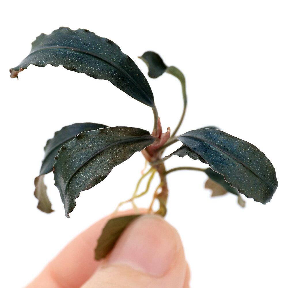 �ʿ���˥֥��ե����ɥ�sp��������å���������ءˡʿ���աˡ�1���ˡ��̳�ƻ���彣�Ҷ������ݲ�