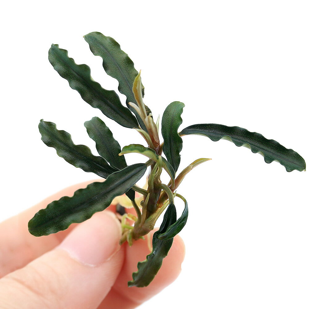 ネットで買えるブセファランドラ18種類とその育て方を紹介