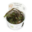 (水草)組織培養1−2−GROW! クリプトコリネ ヌーリー トロピカ製(無農薬)(1カップ)