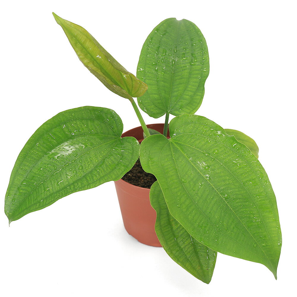 2023年にワイルド株で入荷したエキノドルスの仲間です！エキノドルス　ホリゾンタリス　イキトス　ペルー産（水上葉）（無農薬）（1株）発送サイズ（株）草丈10cm程度、葉3枚以上残留農薬状態無農薬別名—学名（※）Echinodorus horizontalis（※）…改良品種や学名が不明の種は流通名での記載の場合があります。分類オモダカ科（Alismataceae）エキノドルス属（Echinodorus）分布イキトス　ペルーどんな種類？2023年にワイルド株で入荷したエキノドルスです。数年ぶりにワイルドのエキノドルスが入荷し、一部界隈で話題になりました。葉身は卵形で縦に7本の葉脈があり、葉脈をつなぐように側脈のようなものがあります。水上育成には若干クセがあり、常湿環境では葉が痛む場合があります。衣装ケースやミストのある環境から徐々に慣らしていただくと常湿環境での育成も可能です。育成要件＆データ育成難易度　→　★★★☆☆光量　　　　　→　60cm20W3灯以上（2400〜3000lm）CO2　　　　 →　無くても可　1滴／3秒（60cm標準水槽相当）pH　　　　　　→　5〜7GH　　　　 　 →　0〜6kH　　　　　　→　0〜6温度　　　　　→　20〜26度底砂　　　　　→　ソイル、砂、大磯推奨水槽　　→　30cm以上植栽位置　　→　前□□□■■後草姿　　　　　→　ロゼット型最大草姿　　→　長さ50cm生長速度　　→　遅め増殖方法　　→　株分け、シュート※…育成環境は一例です。必ずしもこの環境下であれば育つことを確約するものではございません。注意※育生状況により発送サイズは前後いたします。Plants　Green　プランツグリーン　250ml　（水草の栄養液）（熱帯魚）オトシンクルス（3匹）　北海道・九州航空便要保温（エビ）ミナミヌマエビ（10匹）（＋1割おまけ）（エビ・貝）カラーサザエ石巻貝（3匹）　北海道・九州航空便要保温Fe　Energy（エフイーエナジー）　400g　5mm　（水草の栄養素）アズー　WATER　PLANT　FERTILIZER（アクアフローラ）（12粒）（熱帯魚）コケ対策セット　黒ヒゲゴケ＆茶ゴケ対策用　オトシンクルス（6匹）＋サイアミーズフライングフォックス（4匹）　北海道・九州航空便要保温日本動物薬品　ニチドウ　水草が育つCO2リキッド　2本入　（緑）アクロ　化学反応式CO2ジェネレーターセット　クエン酸重曹付属　水草育成 … PF_SPQ　熱帯魚　Ech（ナ〜ハ行）　水草　エキノとその近縁　後景　エキノドルス　all_plants　wp_kywrd　saki27to09　耳　エキノドルスホリゾンタリス　Echinodorus　horizontalis　Alismataceae　20231026　RS　Aquarius　horizontalis　アクアリウス　y23m10　南米　イキトス　ペルー　restock■この商品をお買い上げのお客様は、下記商品もお買い上げです。※この商品には付属しません。■Plants　Green　プランツグリーン　250ml　（水草の栄養液）（熱帯魚）オトシンクルス（3匹）　北海道・九州航空便要保温（エビ）ミナミヌマエビ（10匹）（＋1割おまけ）（エビ・貝）カラーサザエ石巻貝（3匹）　北海道・九州航空便要保温Fe　Energy（エフイーエナジー）　400g　5mm　（水草の栄養素）アズー　WATER　PLANT　FERTILIZER（アクアフローラ）（12粒）（熱帯魚）コケ対策セット　黒ヒゲゴケ＆茶ゴケ対策用　オトシンクルス（6匹）＋サイアミーズフライングフォックス（4匹）　北海道・九州航空便要保温日本動物薬品　ニチドウ　水草が育つCO2リキッド　2本入　（緑）アクロ　化学反応式CO2ジェネレーターセット　クエン酸重曹付属　水草育成