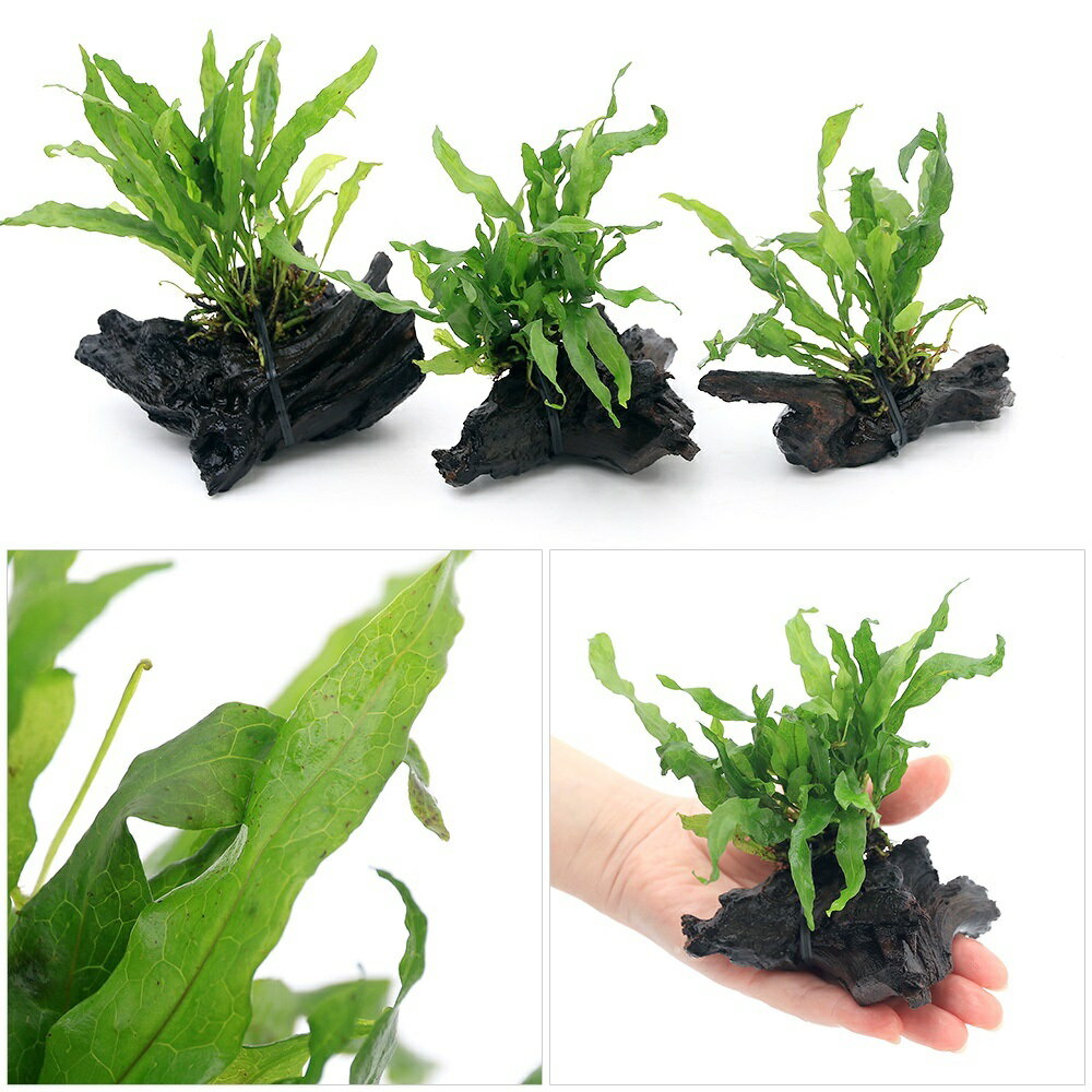 �ʿ���˥ߥ������ꥦ�ࡡ�ե졼�ߥ��ա�ή�ڡ�SS��������1�ܡˡ���10cm��