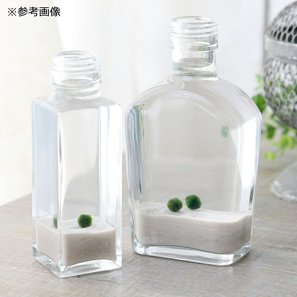 （水草）マリモ　SSサイズ（無農薬）（2個）