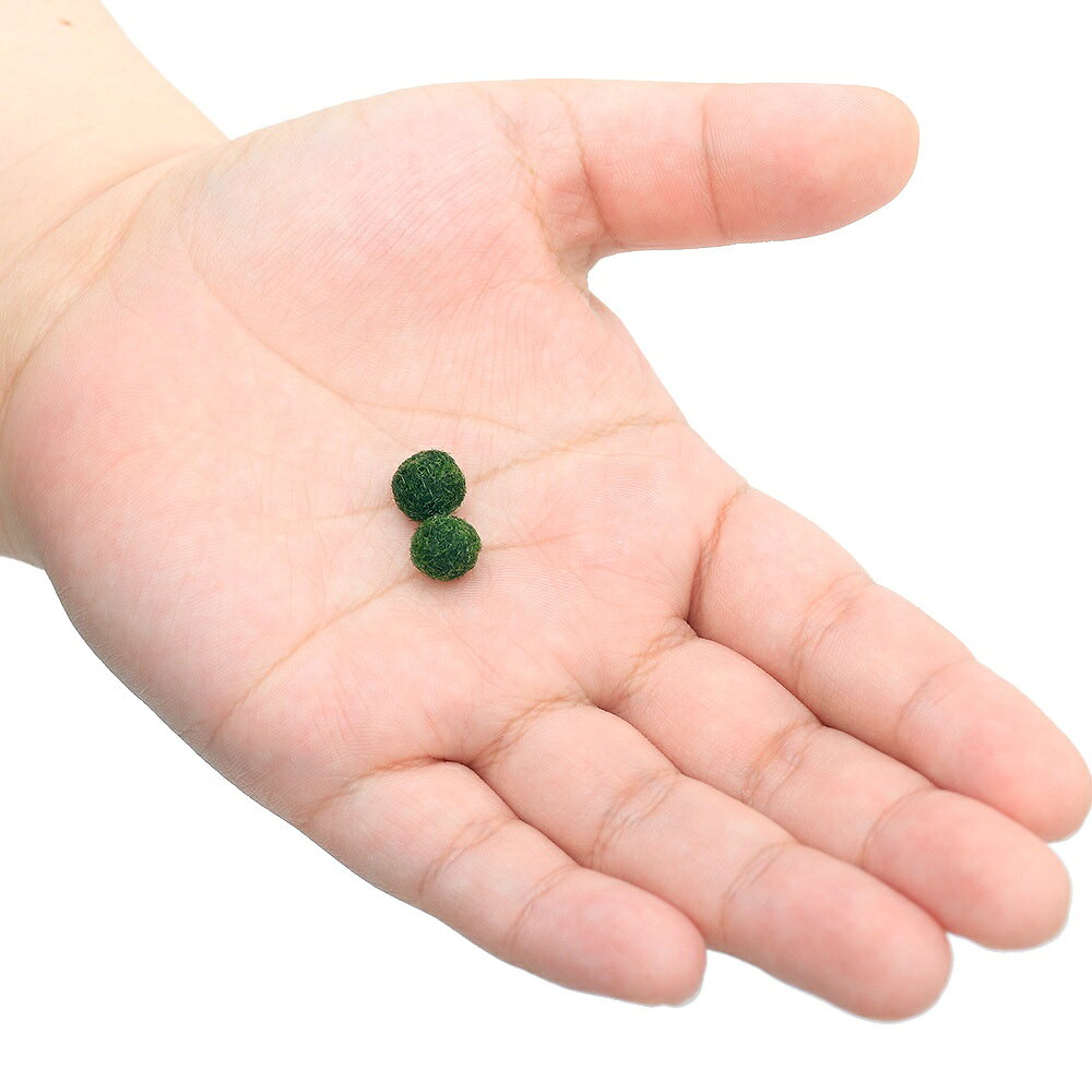 （水草）マリモ　SSサイズ（無農薬）（6個）