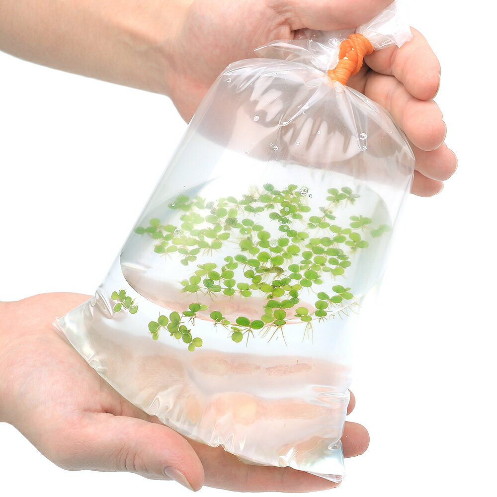 ������˥���ӥ˥����ߥ˥ޡ�̵�����ˡ�1�ѥå���