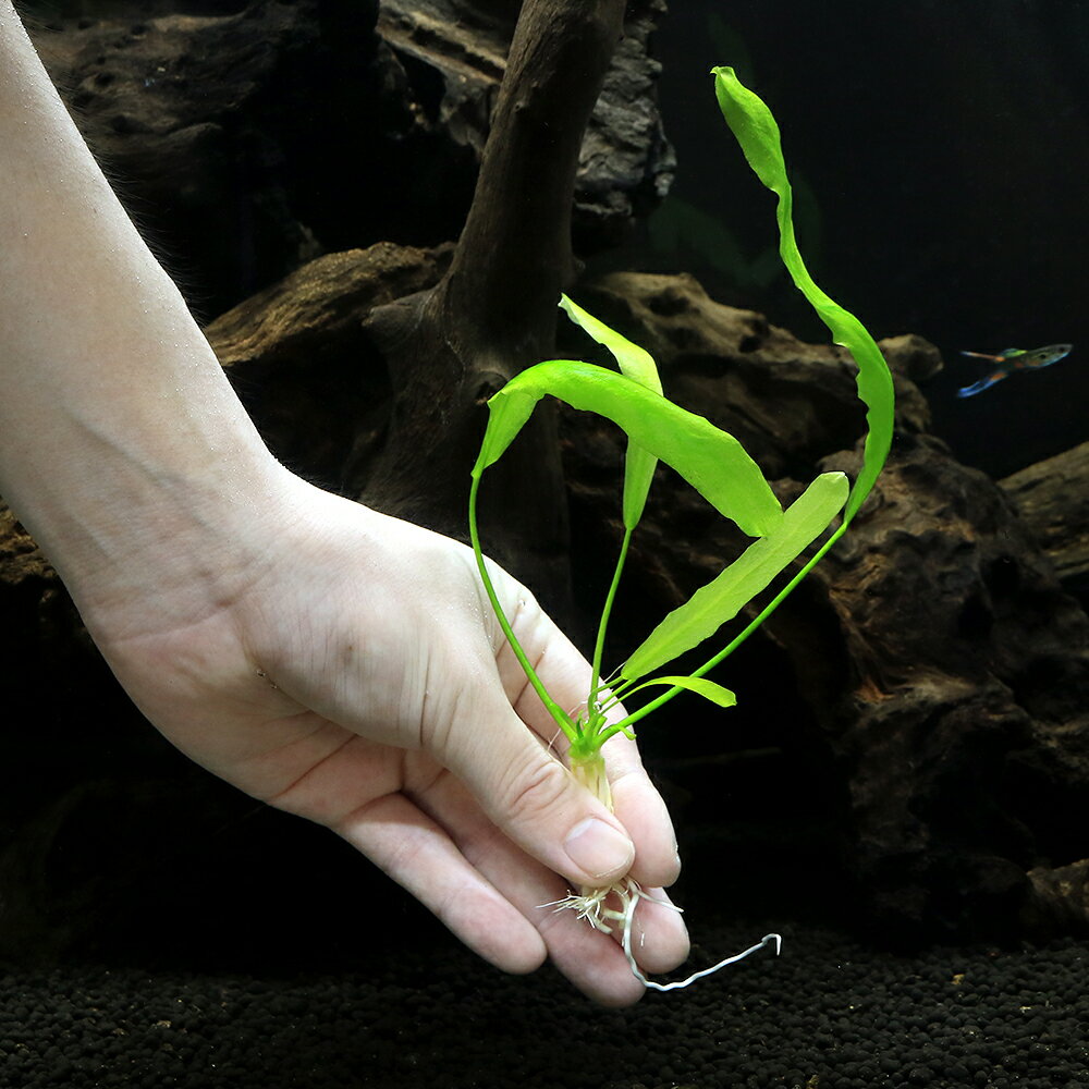 �ʿ���˥˥�ե����ǥ����ե�å�����̵�����ˡ�1����