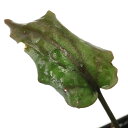 クリプトコリネ　フスカ　Membalong産発送サイズ約1cm〜学名（※）Cryptocoryne　fusca（※）…改良品種や学名が不明の種は流通名での記載の場合があります。分類サトイモ科（Araceae）クリプトコリネ属（Cryptocoryne）どんな種類？育成難易度　→　★★★☆☆仏炎苞は未確認の為、入荷名である学名とは異なり別種である可能性もございます。予めご了承ください。クリプトコリネの中では育てやすい種類で、水上葉は緑色が強くなります。水中葉はやや細くなり虎柄のような模様が表れます。クリプトコリネは東南アジア原産の沈水〜湿性植物です。現地では上流〜下流、湿地のような所から清流や小さな小川まで幅広く分布しています。また雨季と乾季がある場所に生えているものも多く、水中￣水上を切り替えて生活しています。サトイモ科の植物は仏炎苞の花を咲かせますが、クリプトコリネはその中でも独特な形をしており魅入られる人も多いです。産地の違いや環境により非常に多彩な一面を見せてくれるのも魅力の一つといえます。水草として使う場合レイアウトの隙間をうまく埋めてくれる素材として優秀です。陰性植物として幅広い使い方が出来ますが、環境のいい状況で育てると見応えのある姿に育ってくれます。多くの種類は環境の急変を嫌い、特に水質などの変化には敏感で、葉を溶けるように落とす場合があります。多くの場合は、新しい環境に適応するための葉を展開しますが、株自体が弱っている状態だと根茎まで溶けてしまうことがあるので、環境の急変は抑えるようにします。クリプトコリネは環境により葉色や草姿を大きく変化するため、見た目での同定は難しいです。主に同定に使われている手段は仏炎苞と呼ばれる花のめしべの数や弁の形状から判断する方法が使われています。育成要件＆データ光量（LED）　→　60cm20W1灯以上（800lm〜）CO2　　　　 →　1滴／3秒（60cm標準水槽相当）pH　　　　　　→　5〜6．5GH　　　　 　 →　0〜3kH　　　　　　→　0〜3温度　　　　　→　20〜26度底砂　　　　　→　ソイル、砂、大磯推奨水槽　　→　30cm以上植栽位置　　→　前□□■■□後草姿　　　　　→　ロゼット型最大草姿　　→　40cm生長速度　　→　遅め増殖方法　　→　地下茎、株分け※…育成環境は一例です。必ずしもこの環境下であれば育つことを確約するものではございません。注意※表記サイズは1株（1本）でのおおよその目安です。育成環境や、成長の度合いにより最大サイズは異なります。GEX　水草一番サンド　8kg　（グリーン）　お一人様3点限り　ジェックス　ソイル水草工房メイキング　ブラックソイル　パウダー　8L　お一人様3点限りマジカルポット　90　2．5号×30個　約300cc　肉厚　サボテン国産　ph無調整　長繊維ピートモス　3L　熱帯魚　卵生メダカ　産卵アクロ　TRIANGLE　LED　GROW　600　3000lm　60cm水槽　照明　水草育成　熱帯魚　アクアリウム　ライトPlants　Fine　セット　各400ml（水草の栄養液）CO2フルセット　チャームオリジナルコンパクトレギュレーター　Cセット（3mm対応）　水草　CO2添加　おまけ付き … 熱帯魚　水草　クリプトとその近縁　ワイルド便／sp　all_plants　wp_kywrd　サトイモ科 Araceae クリプトコリネ属　Cryptocoryne　fusca　Membalong　クリプトコリネ　陰性水草　低光量　y24m04　KYS　20240402■この商品をお買い上げのお客様は、下記商品もお買い上げです。※この商品には付属しません。■GEX　水草一番サンド　8kg　（グリーン）　お一人様3点限り　ジェックス　ソイル水草工房メイキング　ブラックソイル　パウダー　8L　お一人様3点限りマジカルポット　90　2．5号×30個　約300cc　肉厚　サボテン国産　ph無調整　長繊維ピートモス　3L　熱帯魚　卵生メダカ　産卵アクロ　TRIANGLE　LED　GROW　600　3000lm　60cm水槽　照明　水草育成　熱帯魚　アクアリウム　ライトPlants　Fine　セット　各400ml（水草の栄養液）CO2フルセット　チャームオリジナルコンパクトレギュレーター　Cセット（3mm対応）　水草　CO2添加　おまけ付き