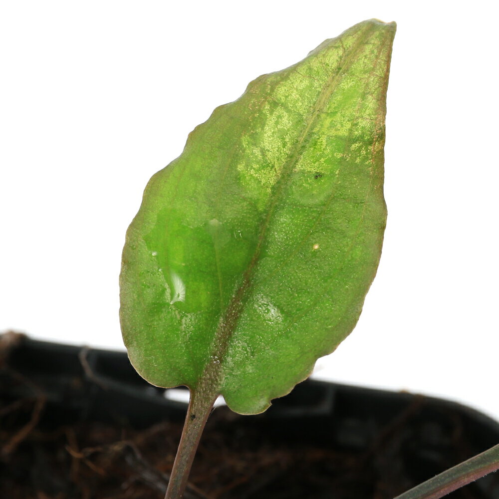 （水草）クリプトコリネsp．LINGGA－2　Riau産（水上葉）（1ポット）