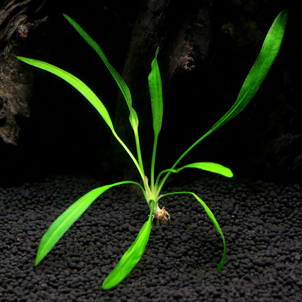 （水草）エキノドルスsp．カメルーン（水中葉）（無農薬）（1株）
