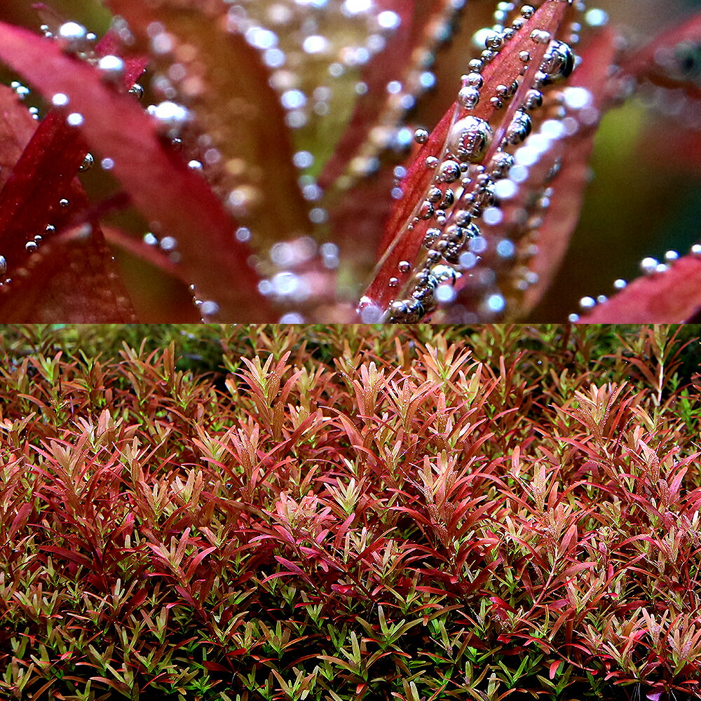 �ʿ���˥����顡���ȥ�ǥ��ե��ꥢ����ǥ��å���ʿ����աˡ�̵�����ˡ�20�ܡ�