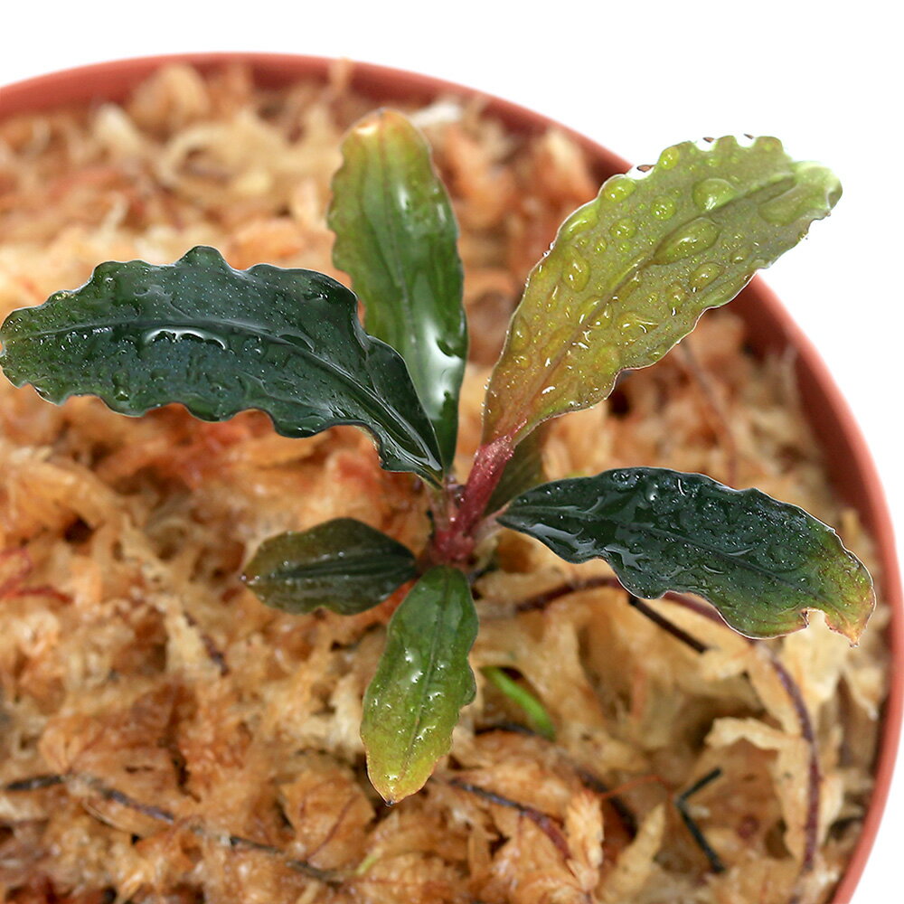 （水草）ブセファランドラsp．サンガウヴェッルート　Cタイプ（水上葉）（1株）