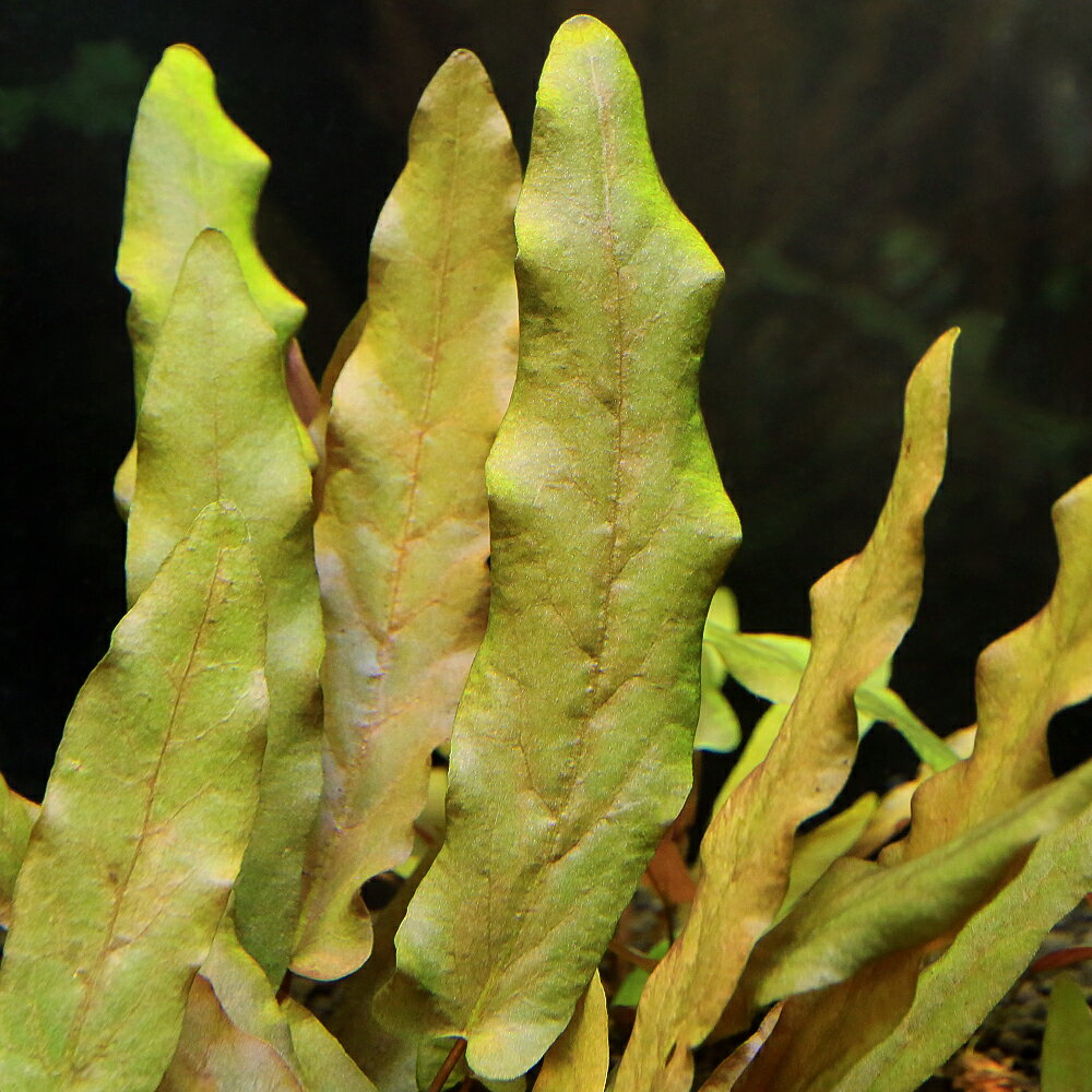 General - （水草）バルクラヤsp．　カンボジア産（水中葉）（無農薬）（1株）